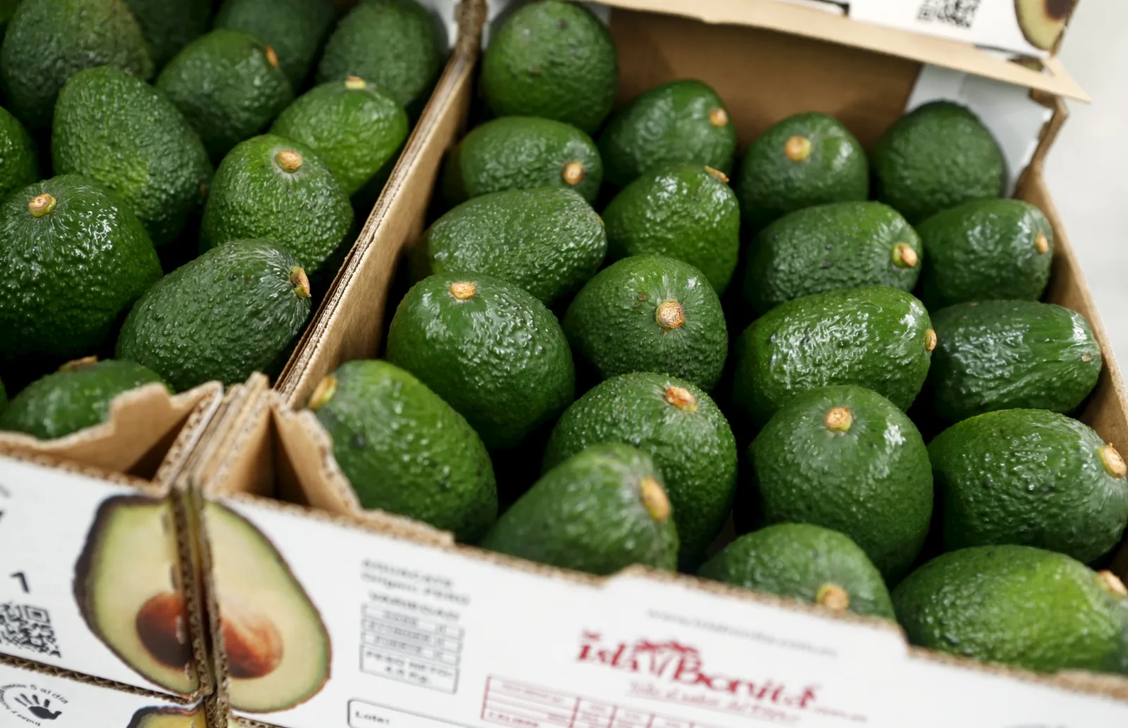 авокадо зеленое