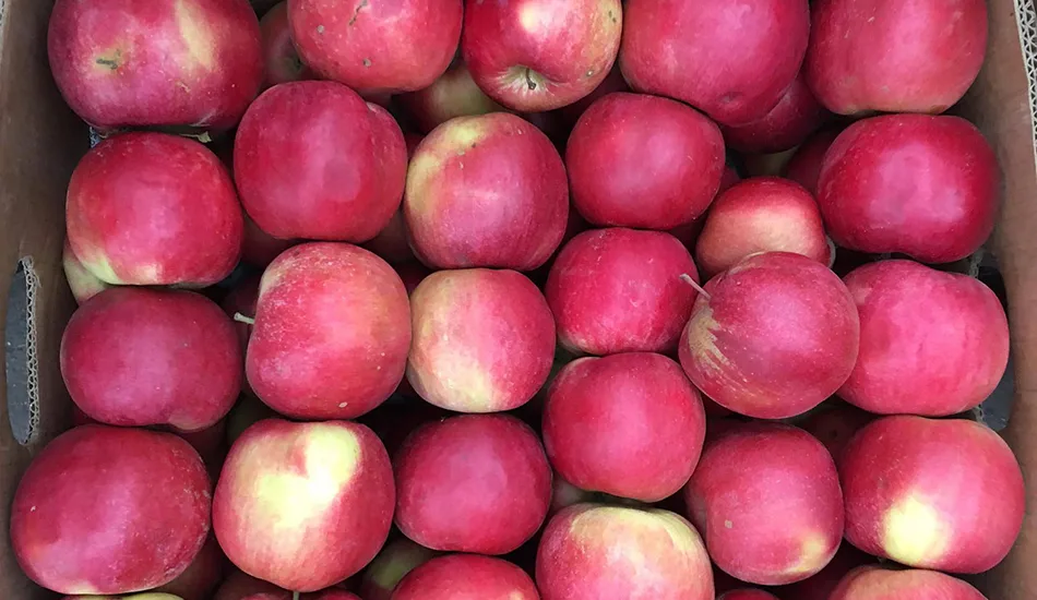 яблоки айдаред