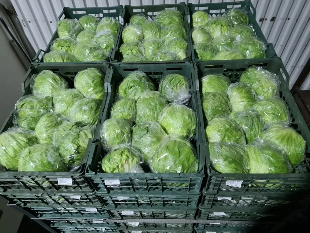 салат айсберг