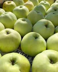 яблоко антоновка