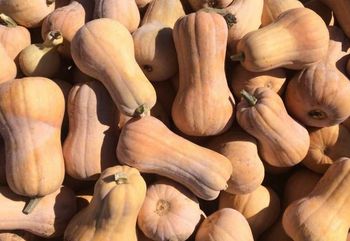 тыква бутылка