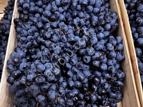 виноград черный с/к