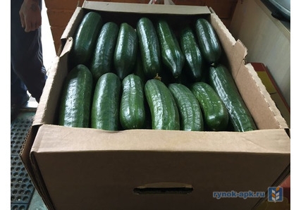 огурец гладкий средний