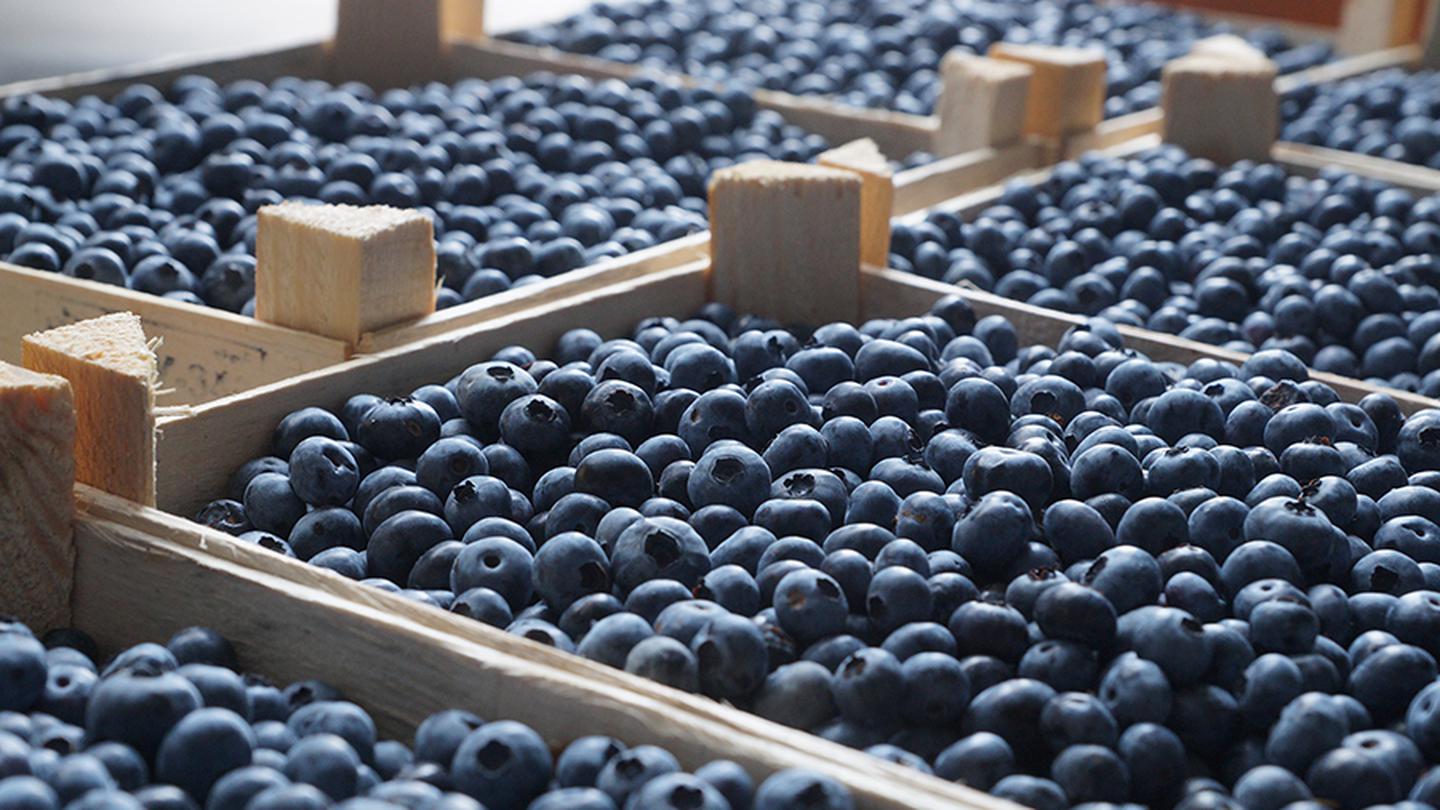 голубика импорт