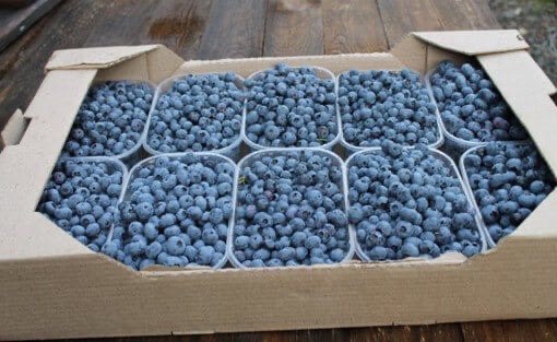 голубика коррекс 250гр