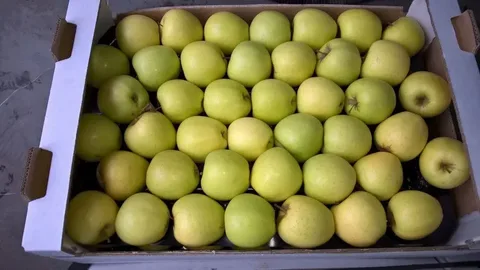 яблоко гольден