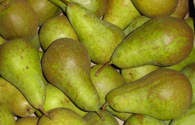 груша конференц