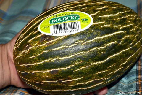 дыня зеленая Боло