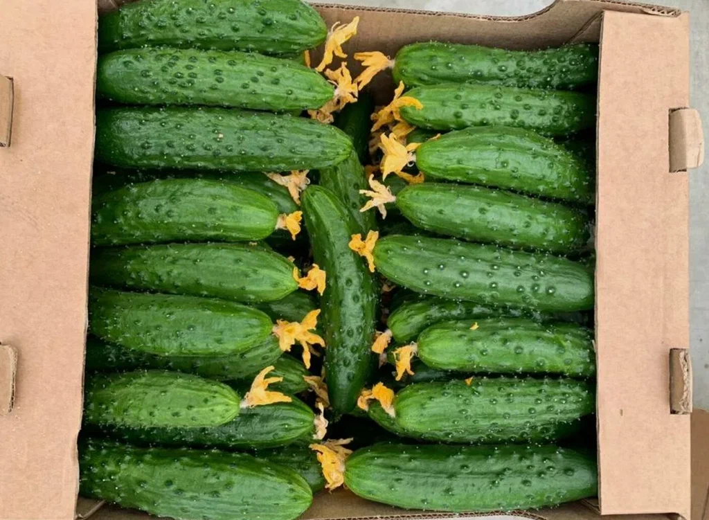 огурец зазуля