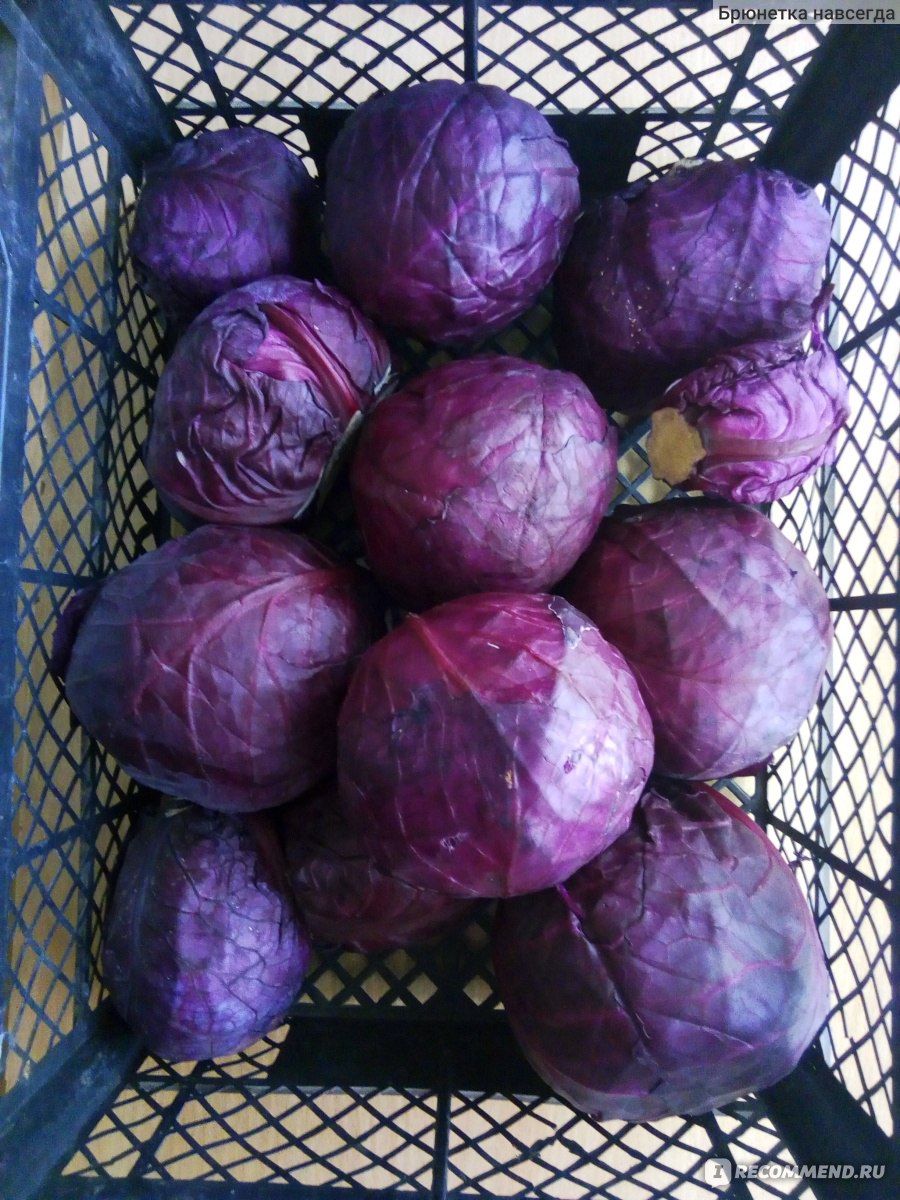 капуста к/к