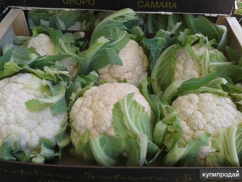 капуста цветная