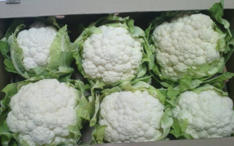 капуста цветная