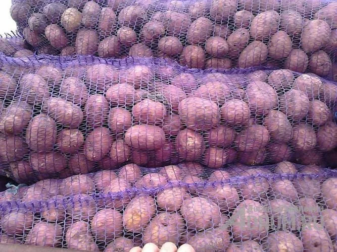 картофель красный отечественный