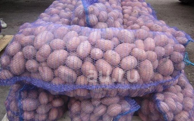 картофель красный отечественный