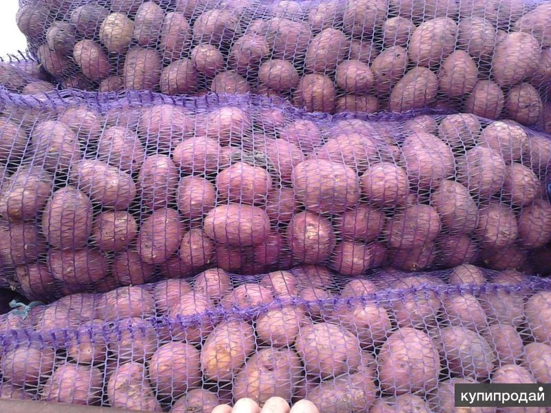 картофель красный отечественный