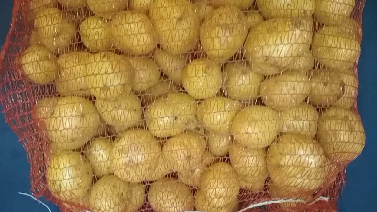 картофель белый мытый