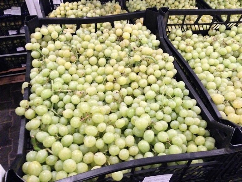 виноград киш-миш