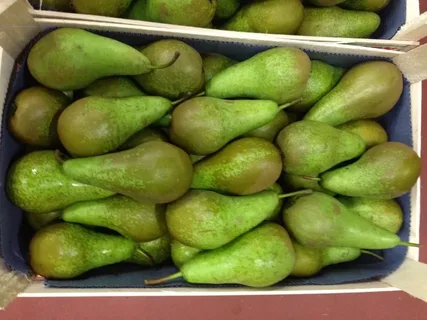 груша конференц