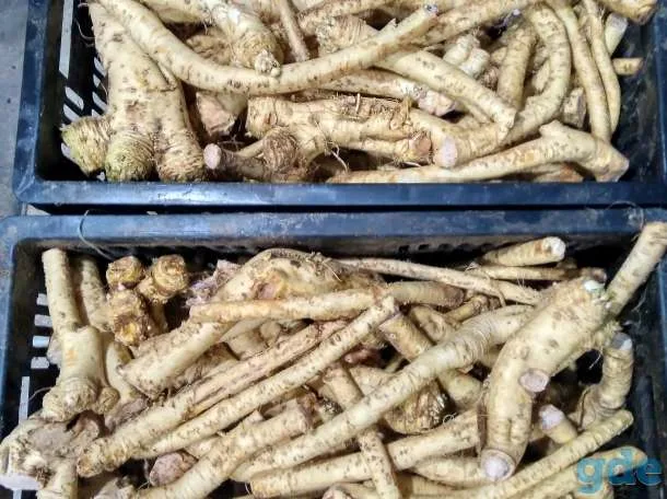 хрен корень