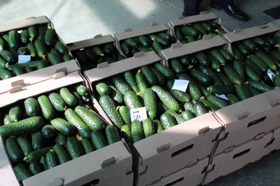 огурец кураж