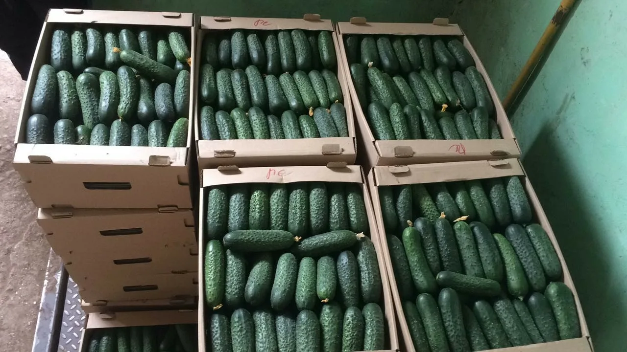 огурец кураж