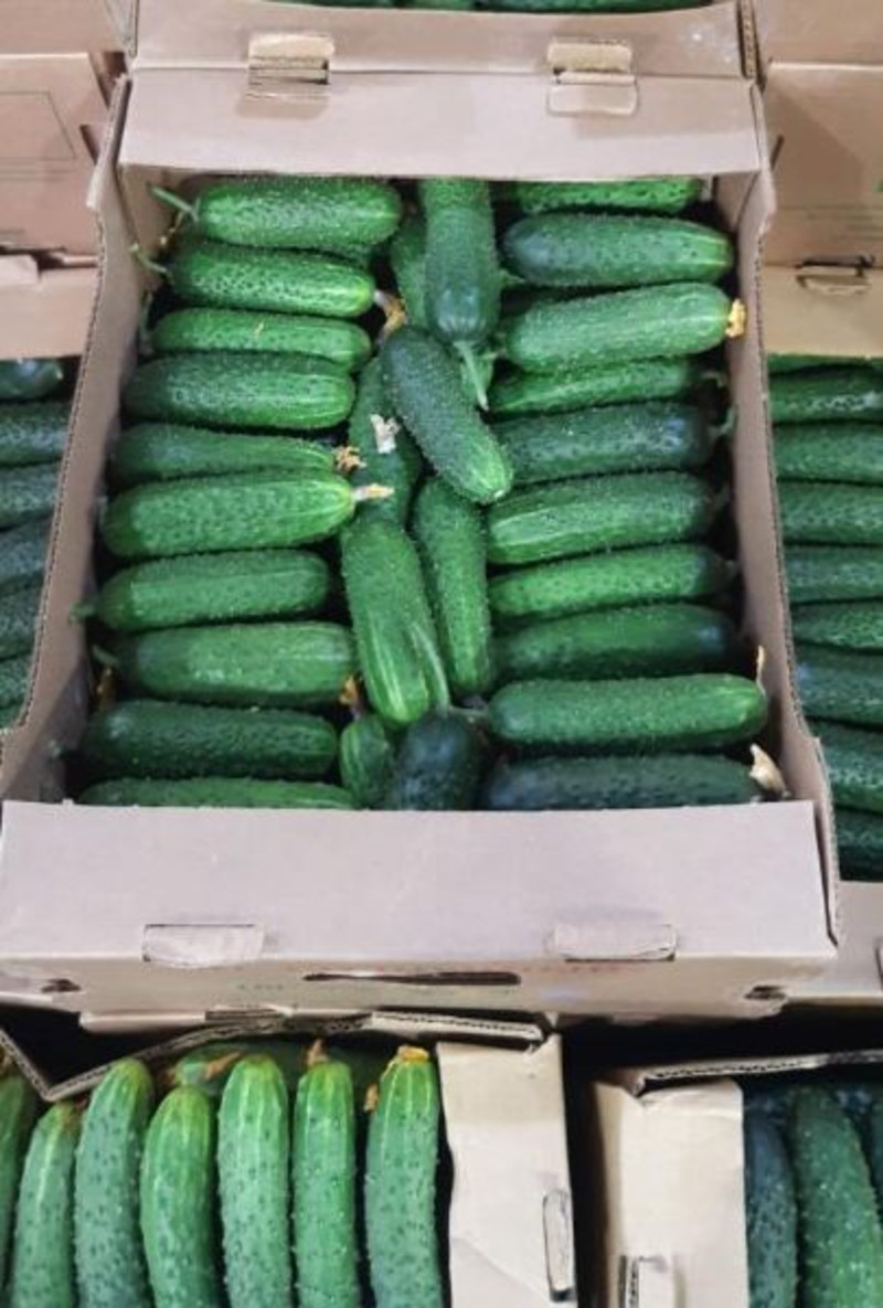 огурец кураж