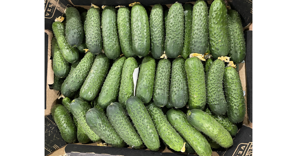 огурец кураж