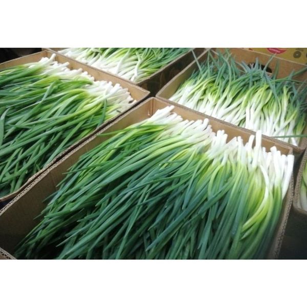 лук зеленый фасовка