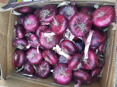 лук ялтинский