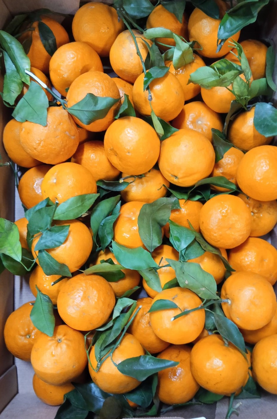 мандарин ветка