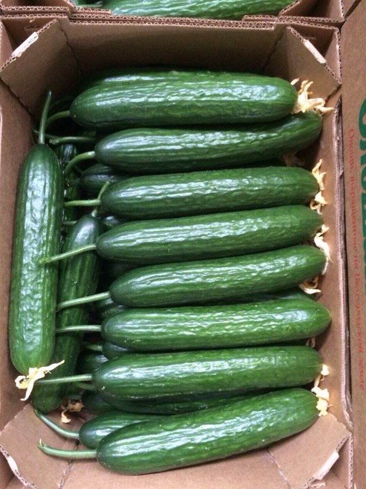 огурец гладкий средний