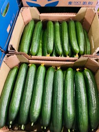 огурец гладкий длинный