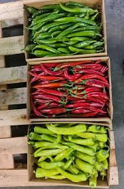 перец чили зеленый