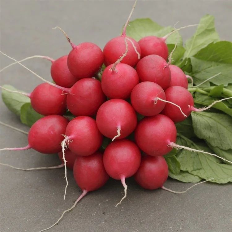 редис пучок