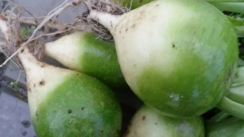 редька маргеланская зеленая