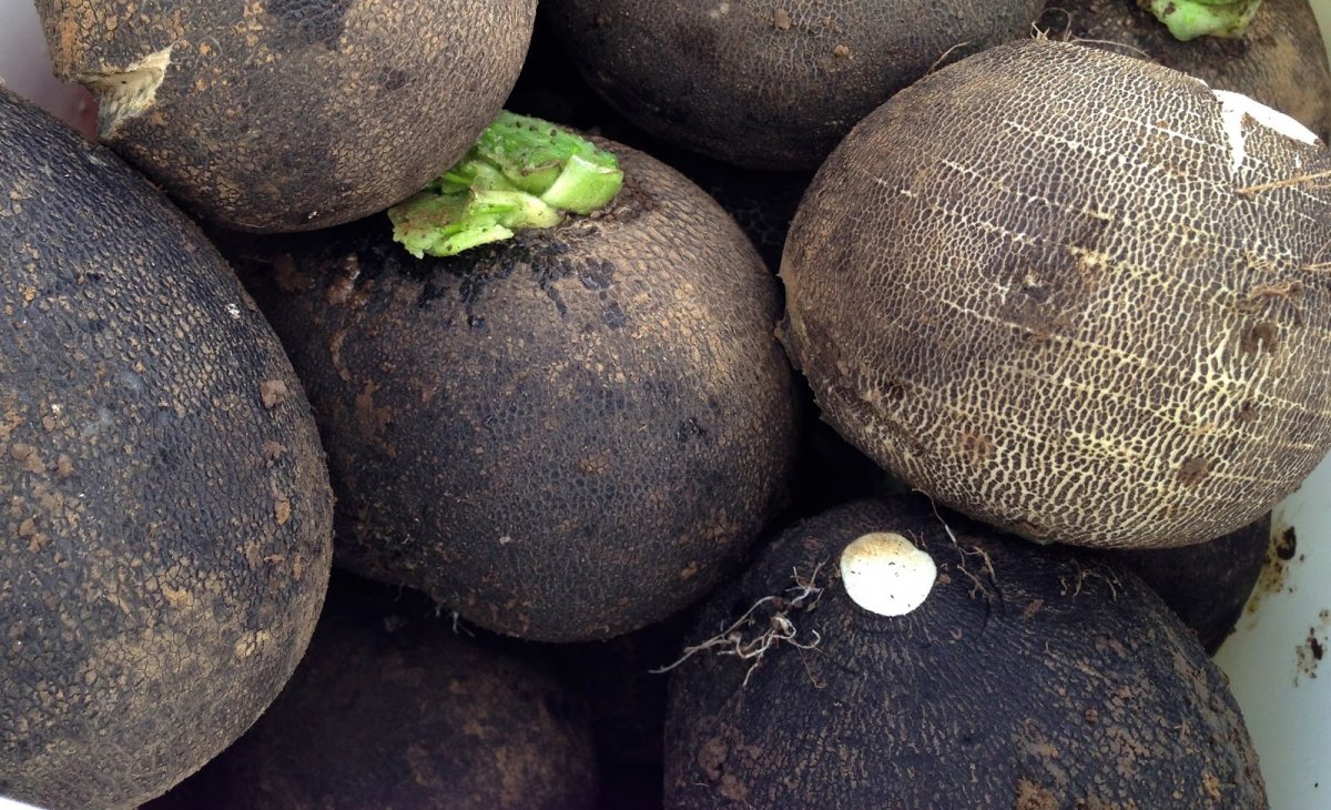 редька маргеланская черная