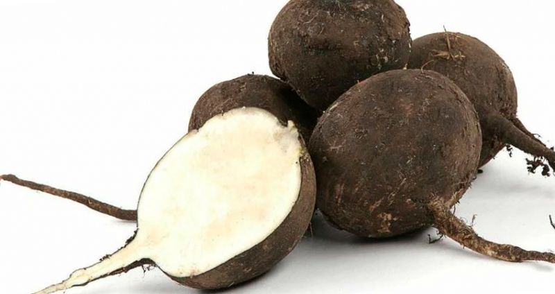 редька маргеланская черная