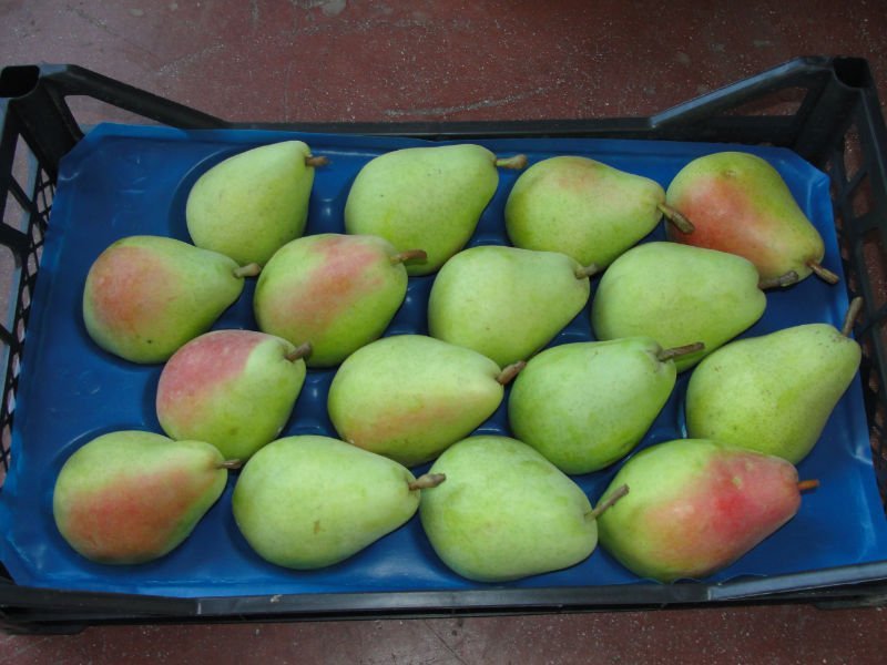 груша санта мария