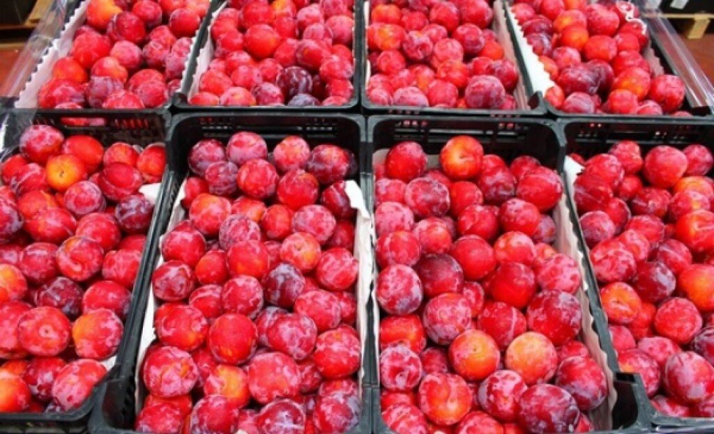 слива красная