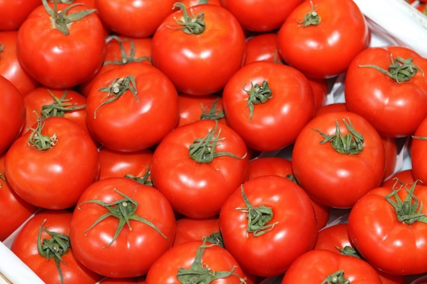 томат турция