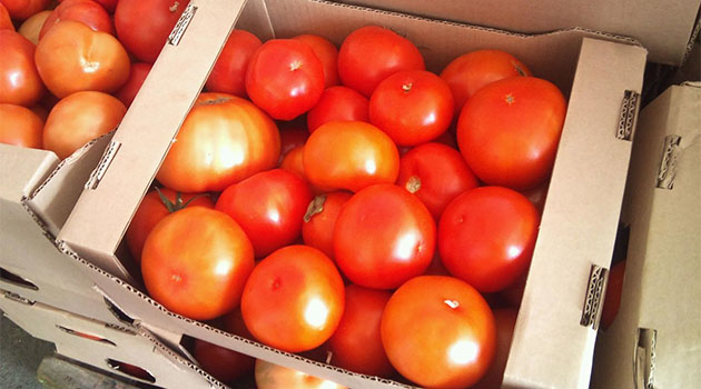 томат красный тепличный