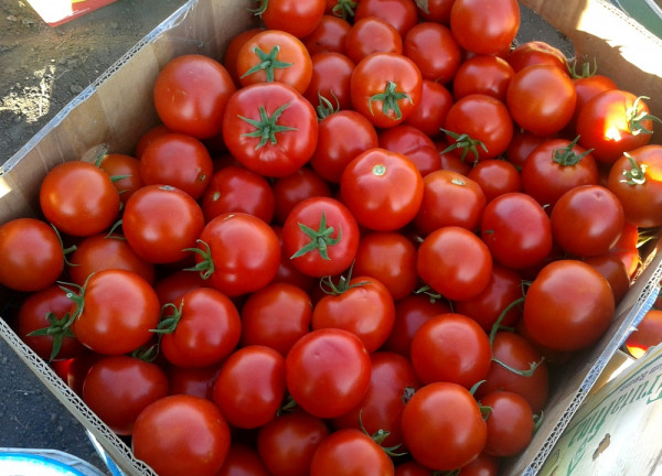 томат красный тепличный