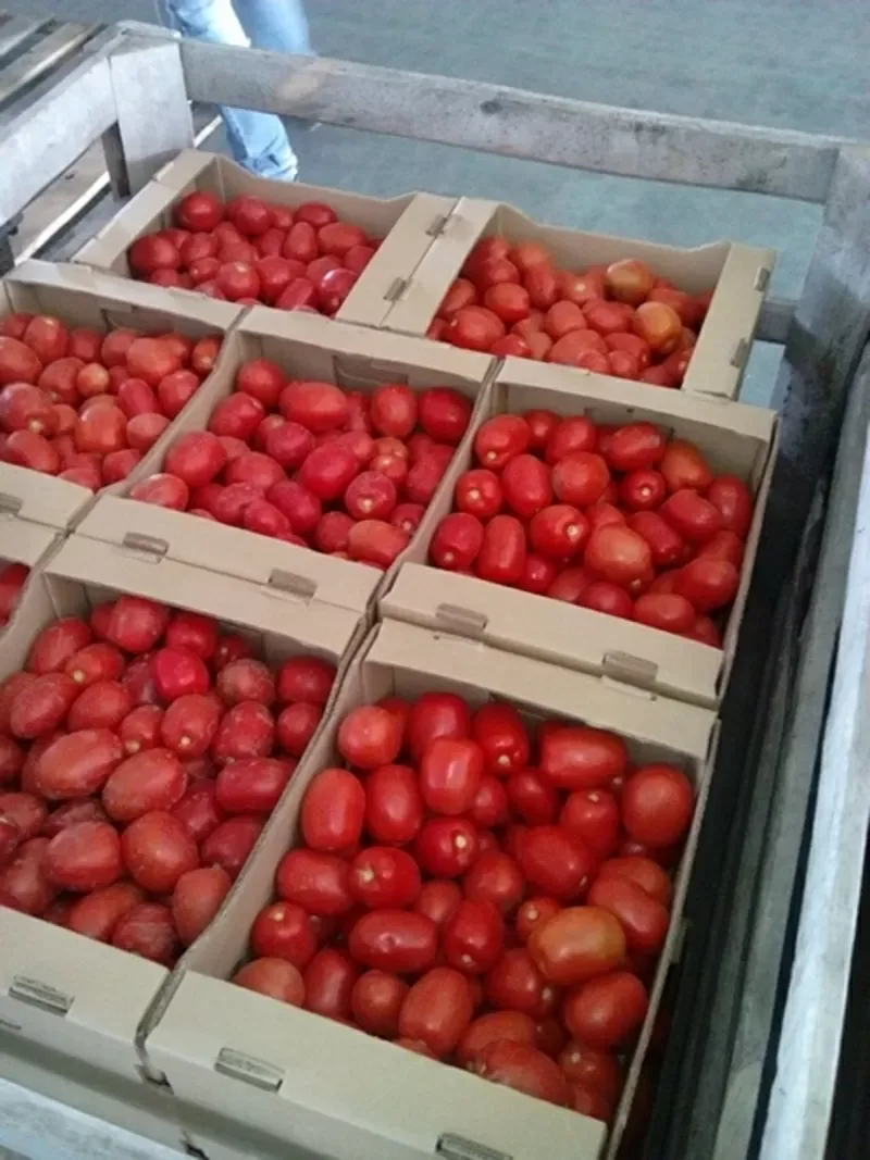 томат сливка красный