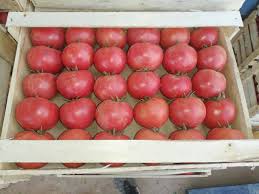 томат розовый узбек