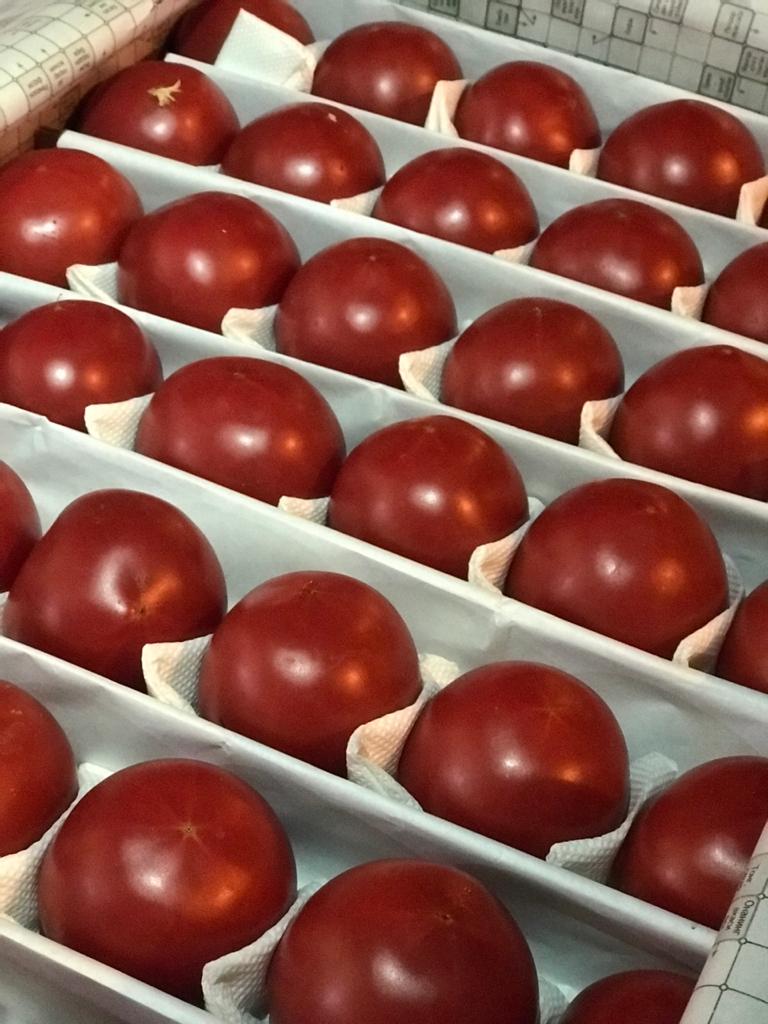 томат розовый узбек