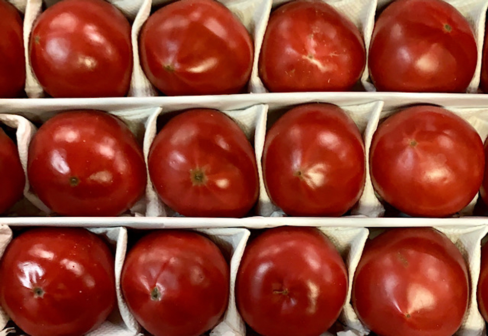 томат розовый узбек