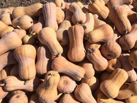 тыква бутылка