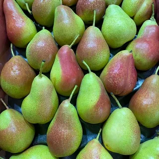 груша форель