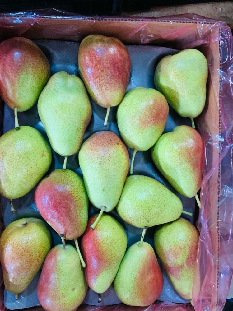 груша форель