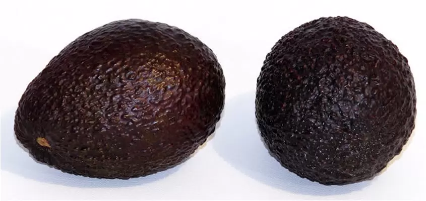 авокадо хасс